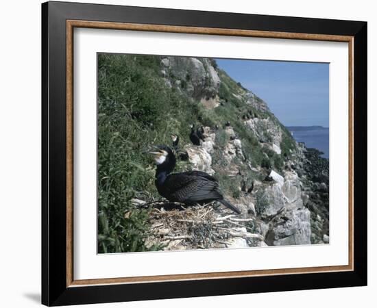 Cormorant-CM Dixon-Framed Photographic Print