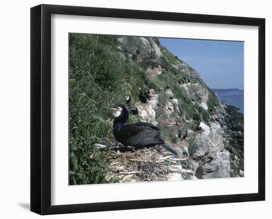 Cormorant-CM Dixon-Framed Photographic Print