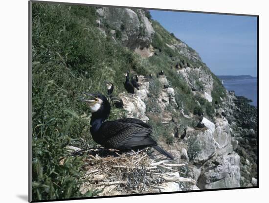 Cormorant-CM Dixon-Mounted Photographic Print