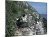 Cormorant-CM Dixon-Mounted Photographic Print