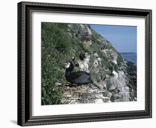 Cormorant-CM Dixon-Framed Photographic Print