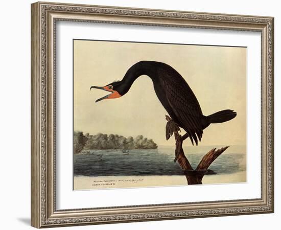 Cormorant-John James Audubon-Framed Giclee Print