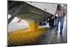 Corn At An Ethanol Processing Plant-David Nunuk-Mounted Photographic Print