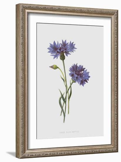 Corn Blue-Bottle (Chromolitho)-Frederick Edward Hulme-Framed Giclee Print