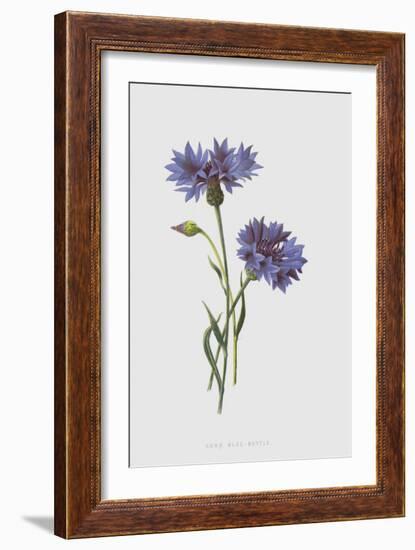 Corn Blue-Bottle (Chromolitho)-Frederick Edward Hulme-Framed Giclee Print