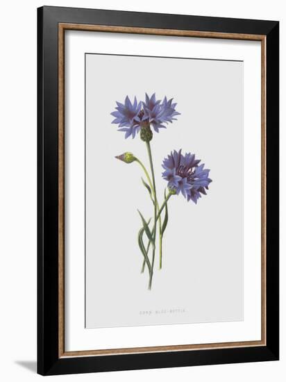 Corn Blue-Bottle (Chromolitho)-Frederick Edward Hulme-Framed Giclee Print