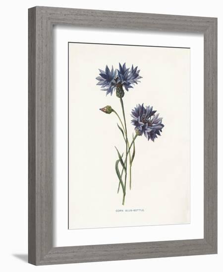 Corn Blue-Bottle-Gwendolyn Babbitt-Framed Art Print