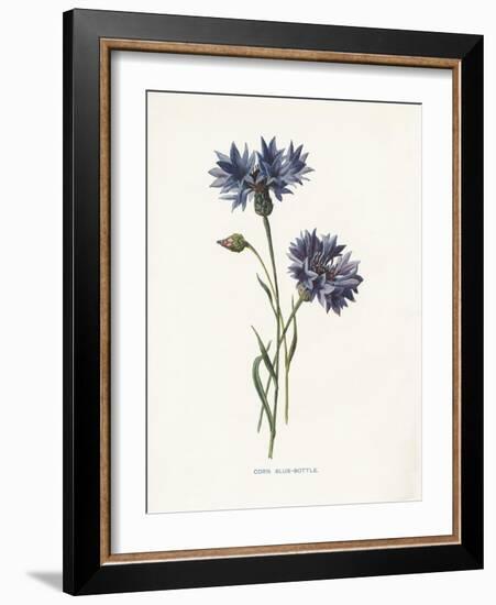 Corn Blue-Bottle-Gwendolyn Babbitt-Framed Art Print