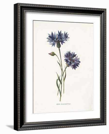 Corn Blue-Bottle-Gwendolyn Babbitt-Framed Art Print