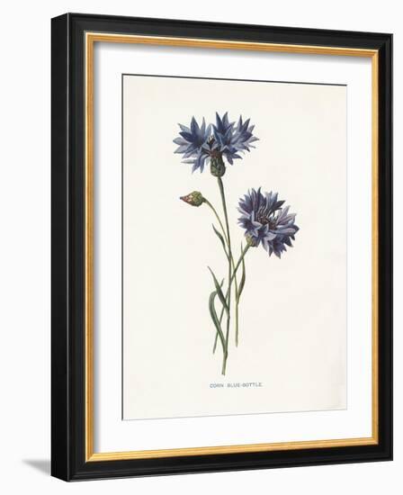 Corn Blue-Bottle-Gwendolyn Babbitt-Framed Art Print