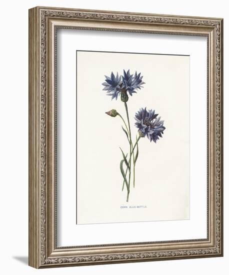 Corn Blue-Bottle-Gwendolyn Babbitt-Framed Art Print