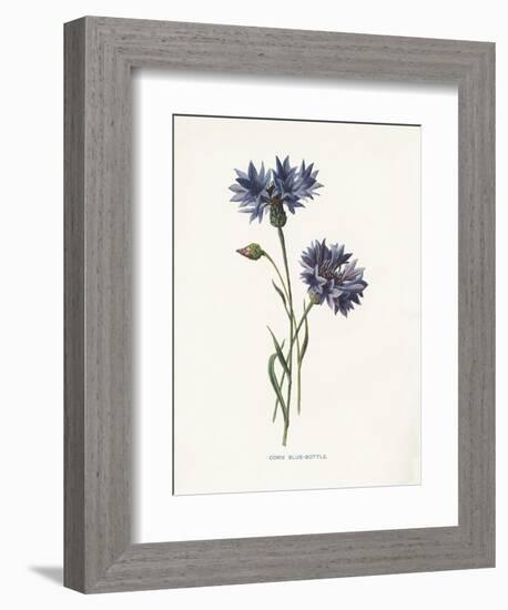 Corn Blue-Bottle-Gwendolyn Babbitt-Framed Art Print