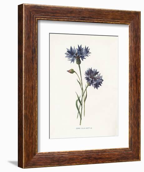 Corn Blue-Bottle-Gwendolyn Babbitt-Framed Art Print