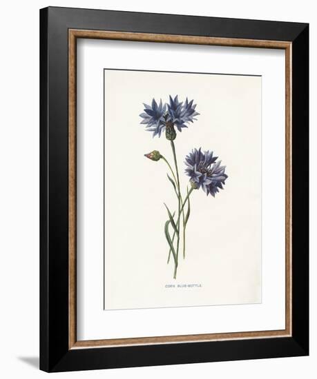 Corn Blue-Bottle-Gwendolyn Babbitt-Framed Art Print