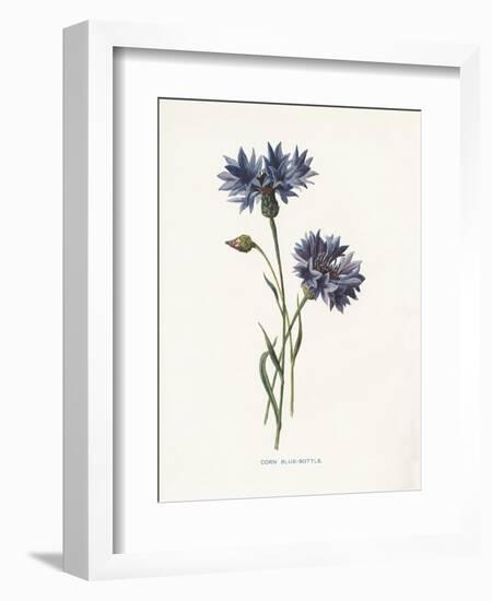 Corn Blue-Bottle-Gwendolyn Babbitt-Framed Art Print