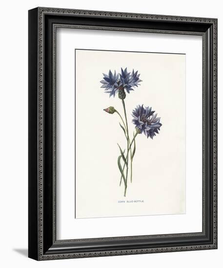 Corn Blue-Bottle-Gwendolyn Babbitt-Framed Art Print