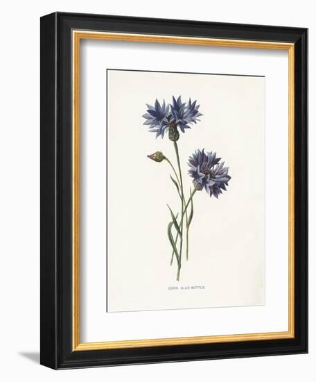 Corn Blue-Bottle-Gwendolyn Babbitt-Framed Art Print