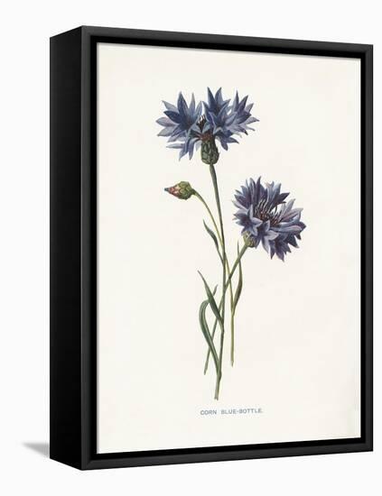 Corn Blue-Bottle-Gwendolyn Babbitt-Framed Stretched Canvas