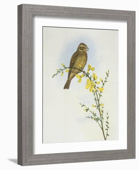 Corn Bunting (Miliaria O Emberiza Calandra)-John Gould-Framed Giclee Print