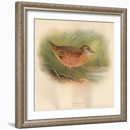 Corn Crake (Crex pratensis), 1900, (1900)-Charles Whymper-Framed Giclee Print