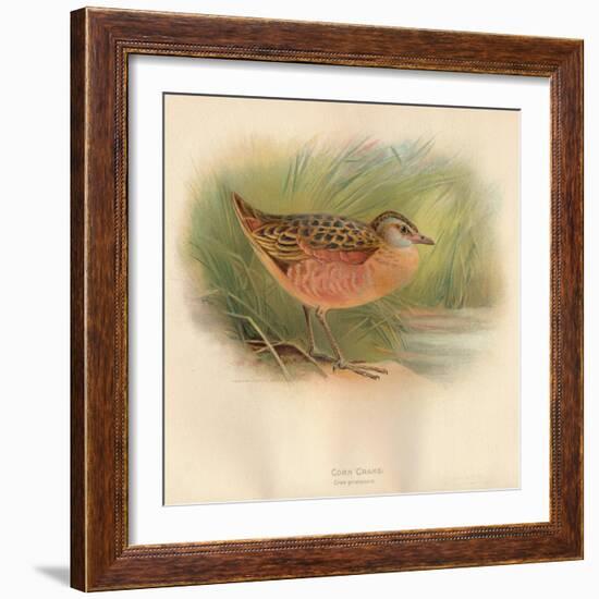 Corn Crake (Crex pratensis), 1900, (1900)-Charles Whymper-Framed Giclee Print