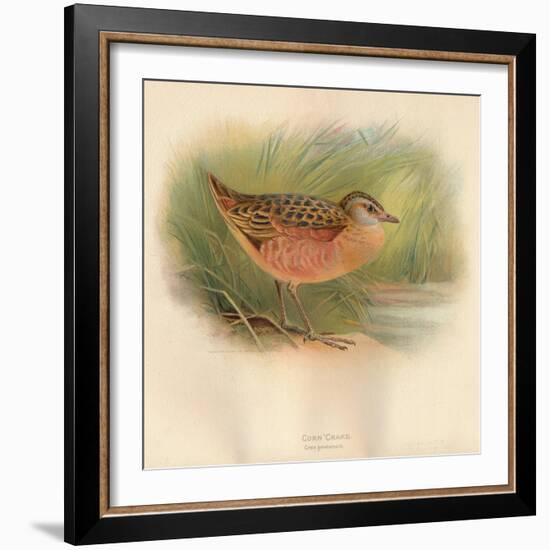 Corn Crake (Crex pratensis), 1900, (1900)-Charles Whymper-Framed Giclee Print