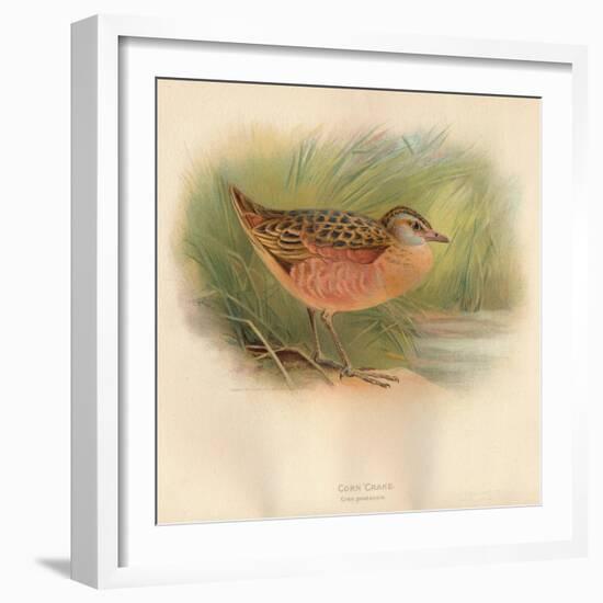 Corn Crake (Crex pratensis), 1900, (1900)-Charles Whymper-Framed Giclee Print