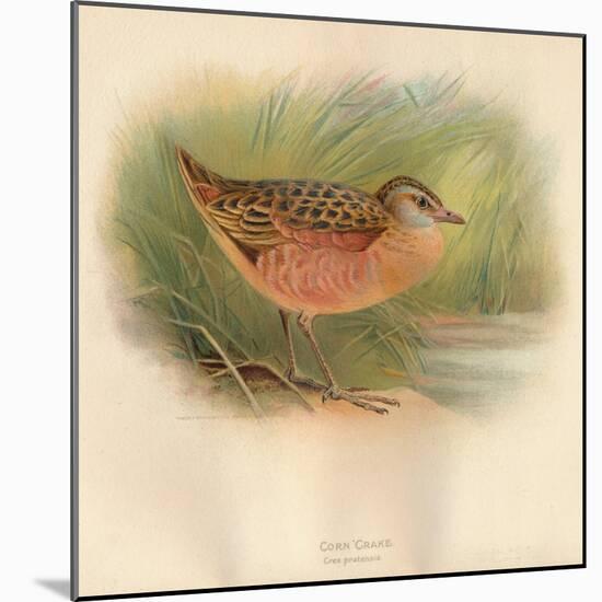 Corn Crake (Crex pratensis), 1900, (1900)-Charles Whymper-Mounted Giclee Print