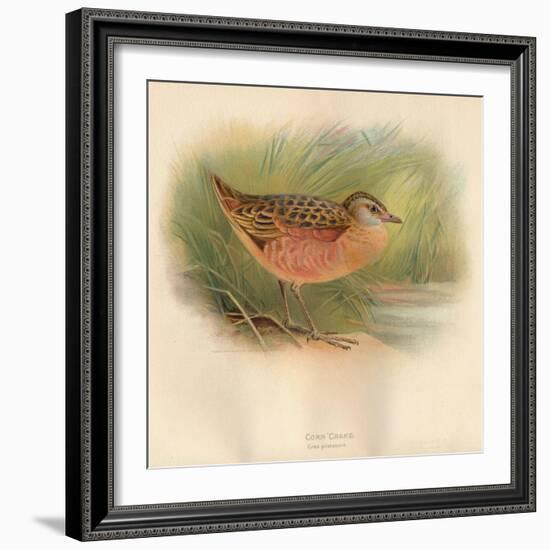 Corn Crake (Crex pratensis), 1900, (1900)-Charles Whymper-Framed Giclee Print