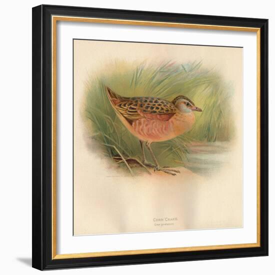 Corn Crake (Crex pratensis), 1900, (1900)-Charles Whymper-Framed Giclee Print