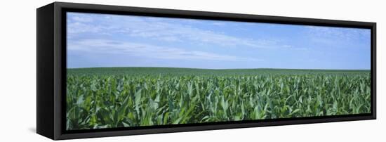 Corn Crop on a Landscape, Kearney County, Nebraska, USA-null-Framed Premier Image Canvas