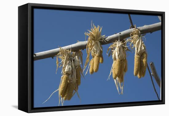 Corn Drying in the Sun at Fort Berthold, North Dakora-Angel Wynn-Framed Premier Image Canvas