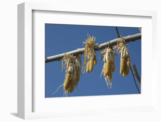 Corn Drying in the Sun at Fort Berthold, North Dakora-Angel Wynn-Framed Photographic Print