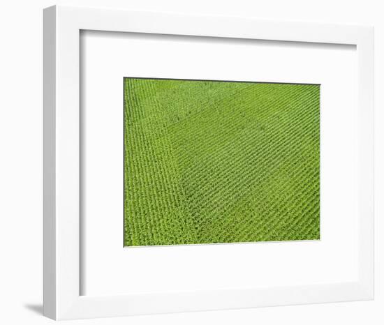 Corn field, Marion County, Illinois-Richard & Susan Day-Framed Photographic Print