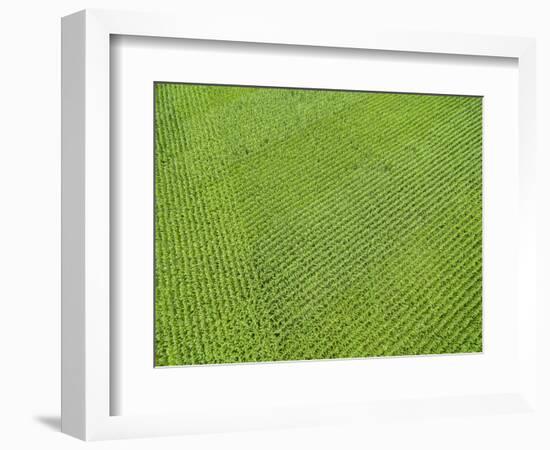 Corn field, Marion County, Illinois-Richard & Susan Day-Framed Photographic Print