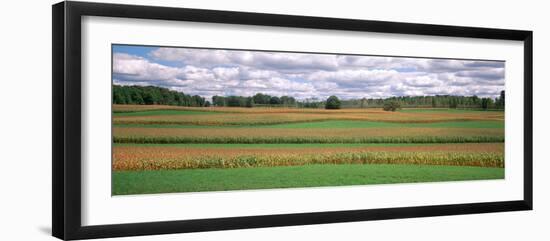 Corn Field, Michigan, USA-null-Framed Photographic Print