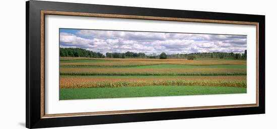 Corn Field, Michigan, USA-null-Framed Photographic Print