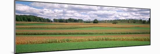 Corn Field, Michigan, USA-null-Mounted Photographic Print