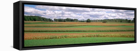 Corn Field, Michigan, USA-null-Framed Premier Image Canvas