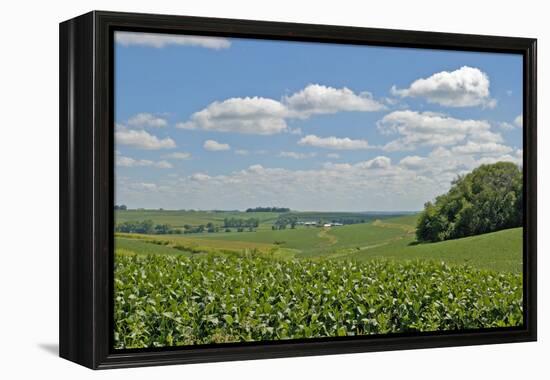 Corn Field, Nebraska, USA-Michael Scheufler-Framed Premier Image Canvas