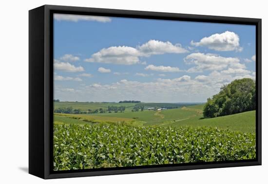 Corn Field, Nebraska, USA-Michael Scheufler-Framed Premier Image Canvas