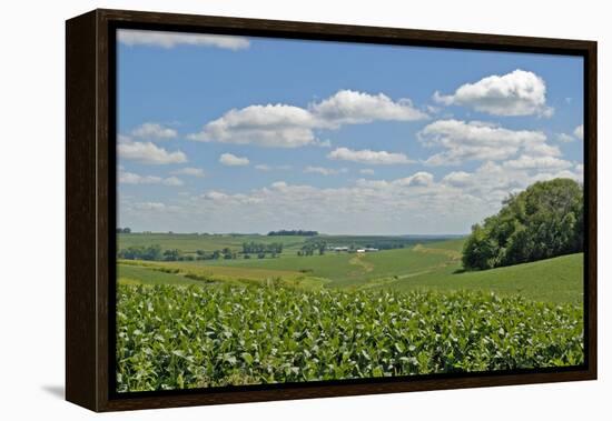 Corn Field, Nebraska, USA-Michael Scheufler-Framed Premier Image Canvas