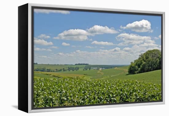 Corn Field, Nebraska, USA-Michael Scheufler-Framed Premier Image Canvas