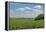 Corn Field, Nebraska, USA-Michael Scheufler-Framed Premier Image Canvas