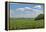 Corn Field, Nebraska, USA-Michael Scheufler-Framed Premier Image Canvas