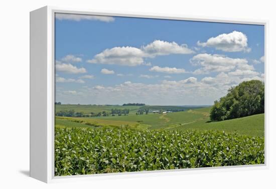 Corn Field, Nebraska, USA-Michael Scheufler-Framed Premier Image Canvas