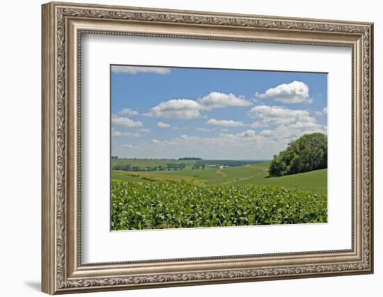 Corn Field, Nebraska, USA-Michael Scheufler-Framed Photographic Print