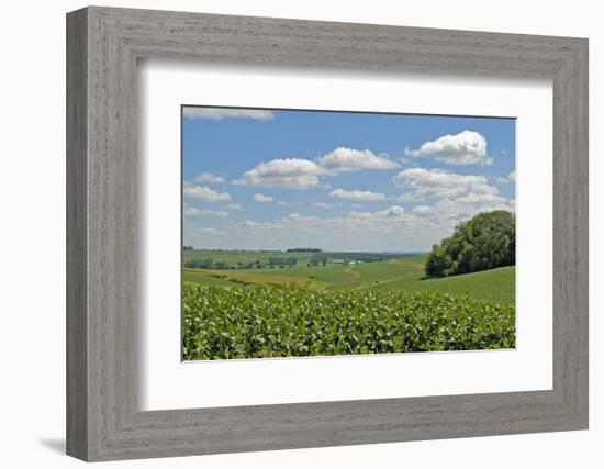 Corn Field, Nebraska, USA-Michael Scheufler-Framed Photographic Print