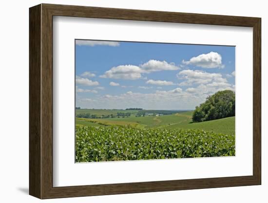 Corn Field, Nebraska, USA-Michael Scheufler-Framed Photographic Print