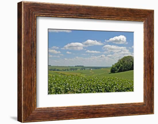 Corn Field, Nebraska, USA-Michael Scheufler-Framed Photographic Print